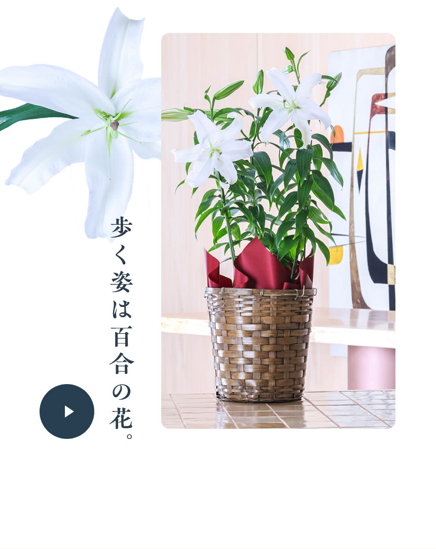 歩く姿はユリの花 ～花美人～ カサブランカ 7号