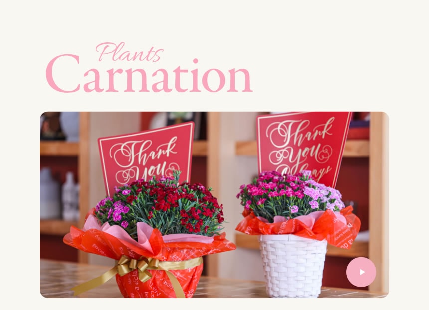 定番人気のカーネーション