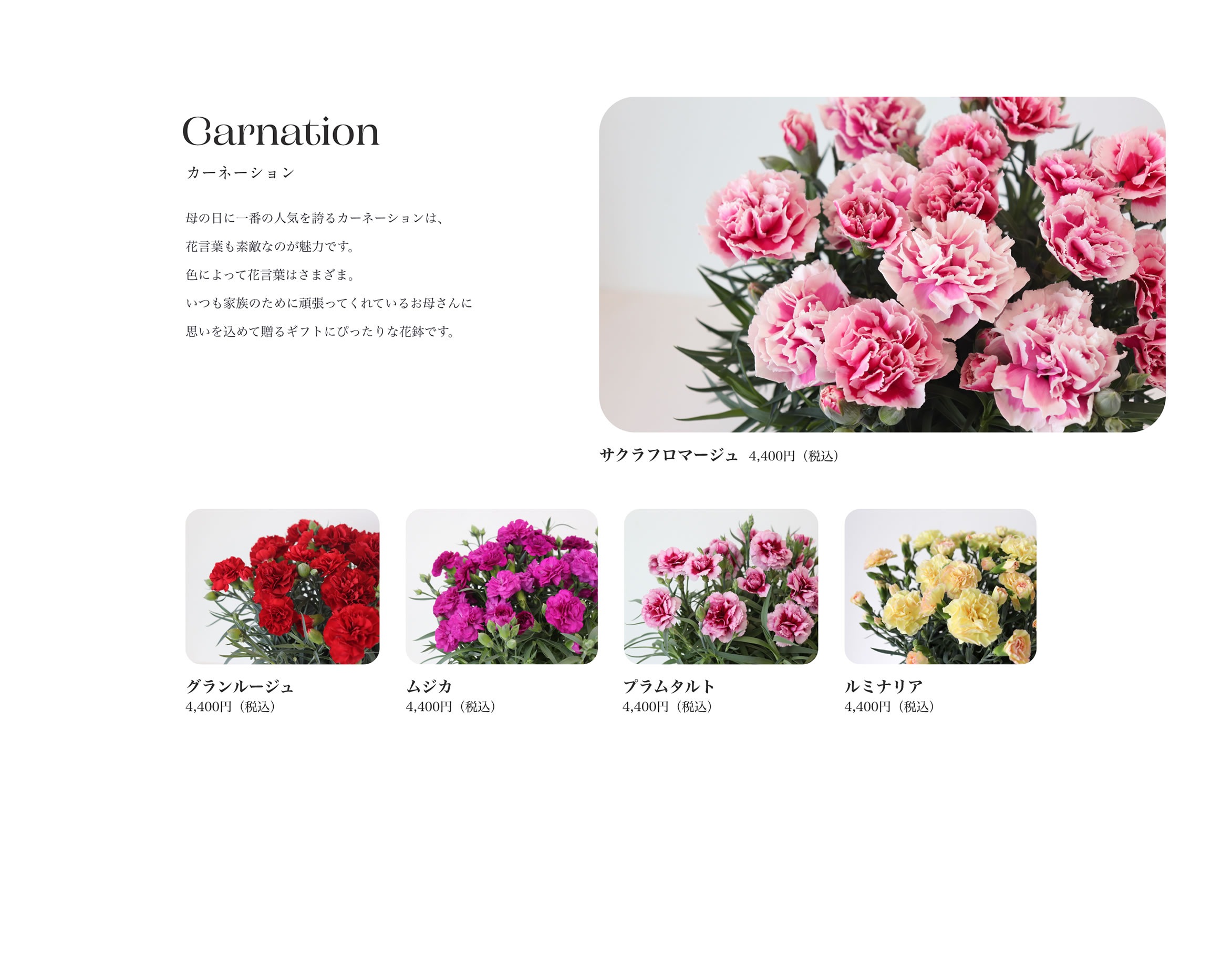 Carnation カーネーション 母の日に一番の人気を誇るカーネーションは、花言葉も素敵なのが魅力です。色によって花言葉はさまざま。いつも家族のために頑張ってくれているお母さんに思いを込めて贈るギフトにぴったりな花鉢です。