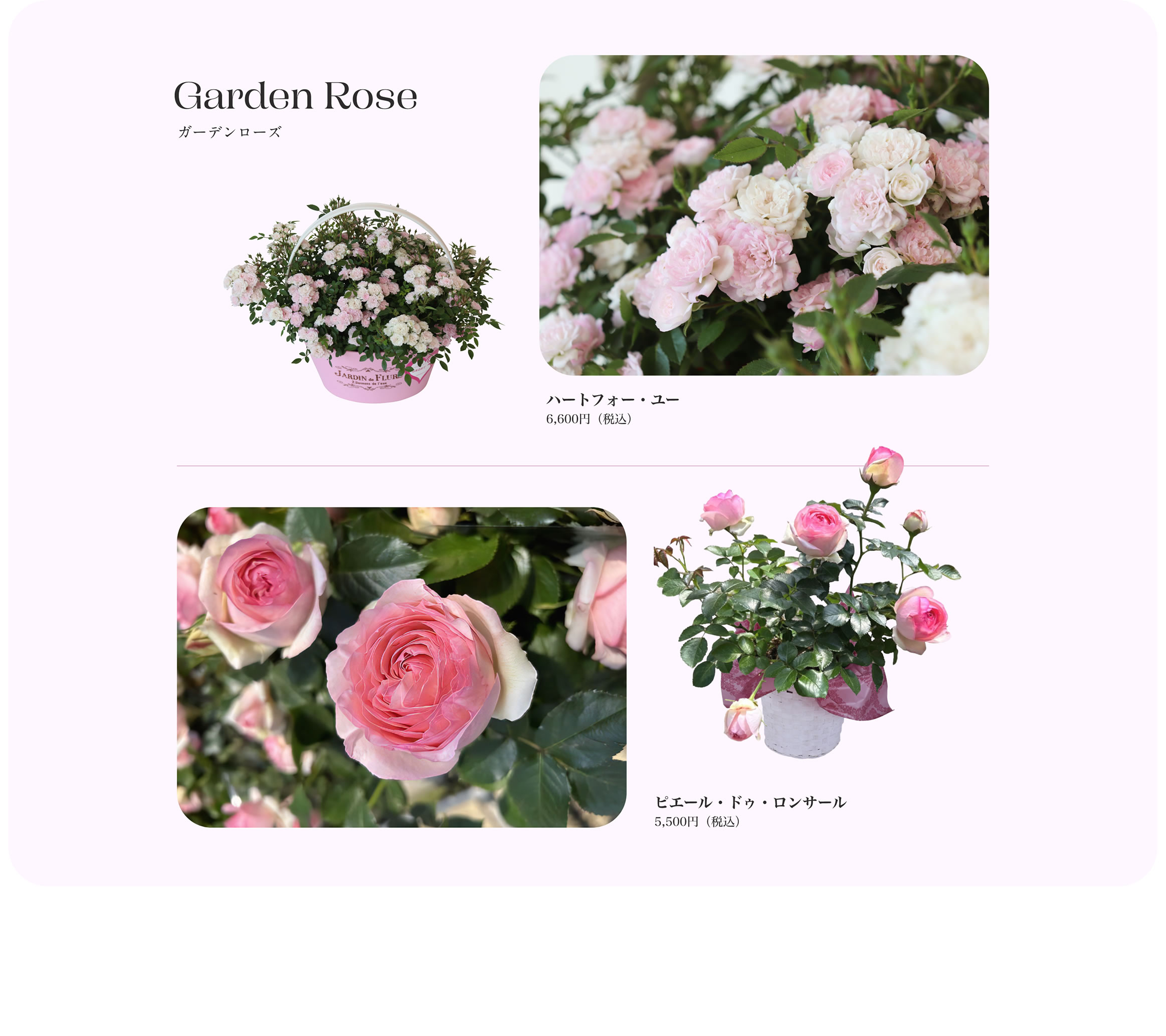 Garden Rose ガーデンローズ