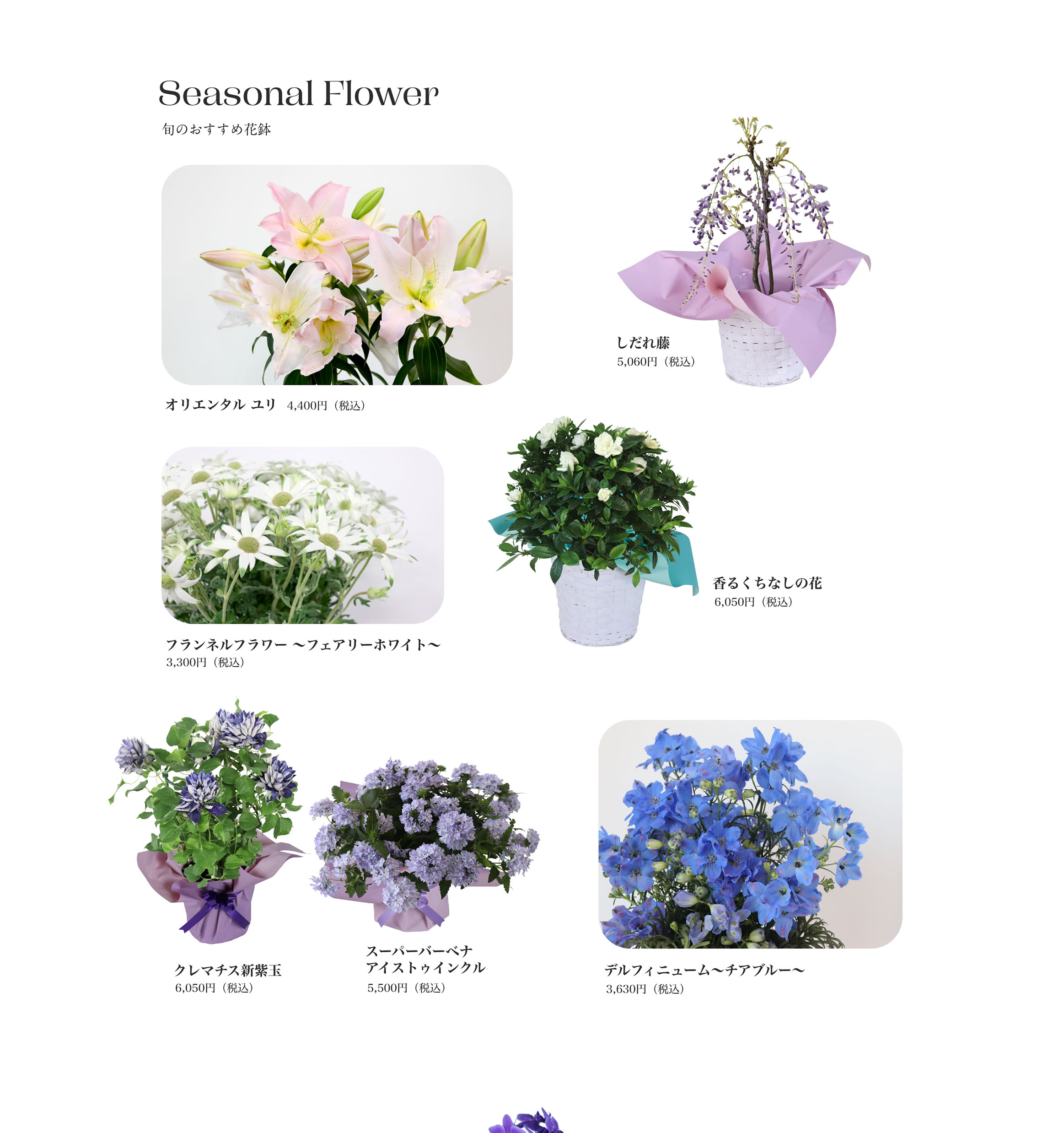 Seasonal Flower 旬のおすすめ花鉢
