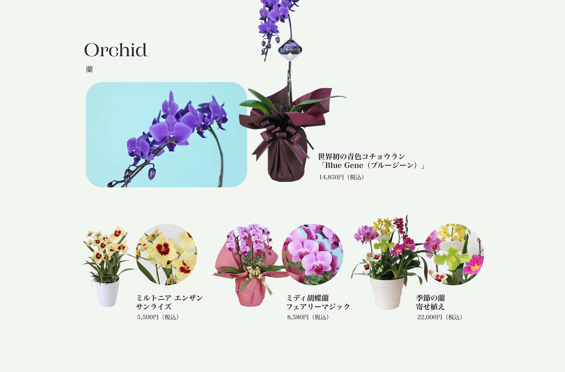 Orchid 蘭