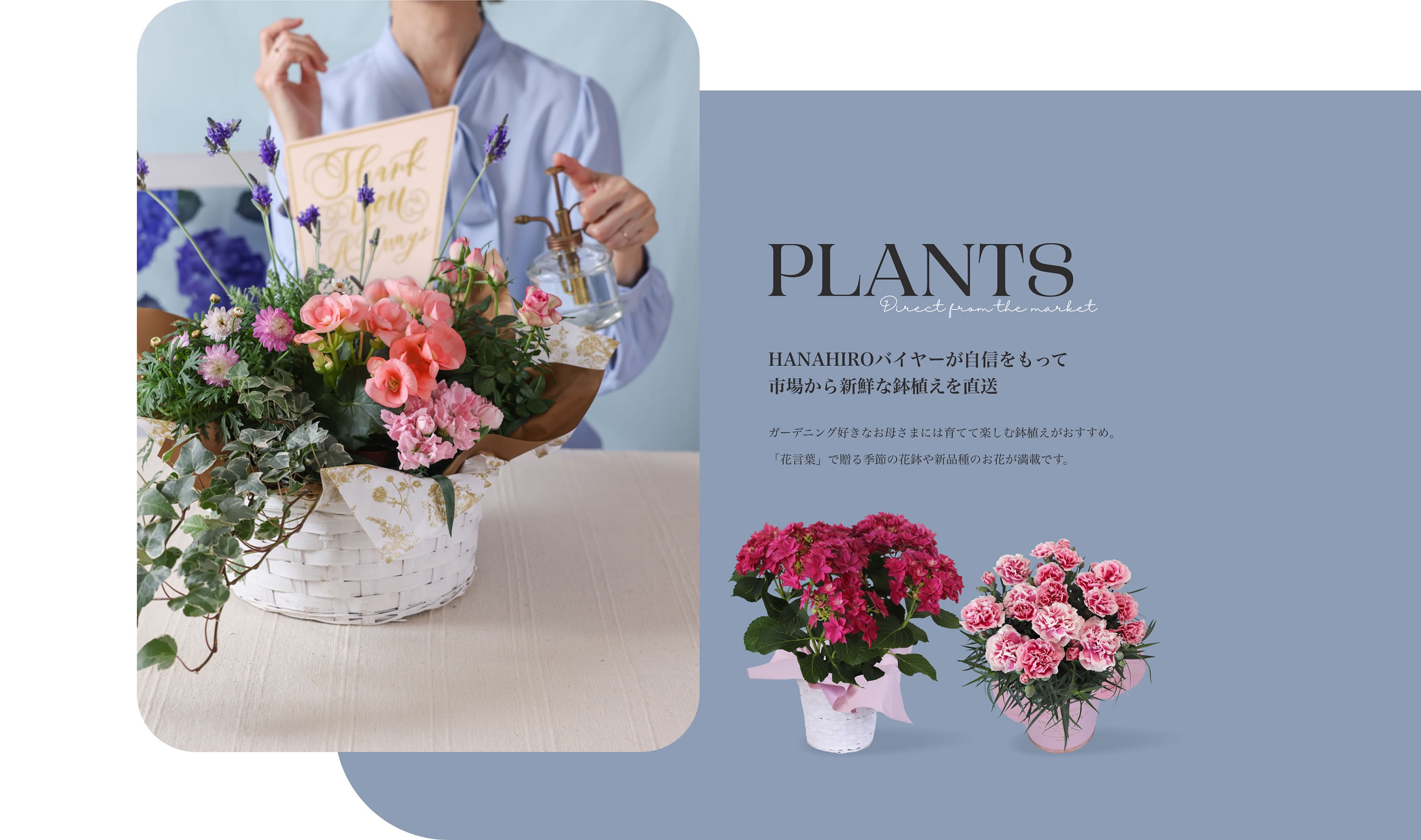 PLANTS HANAHIROバイヤーが自信をもって市場から新鮮な鉢植えを直送 ガーデニング好きなお母さまには育てて楽しむ鉢植えがおすすめ。「花言葉」で贈る季節の花鉢や新品種のお花が満載です。