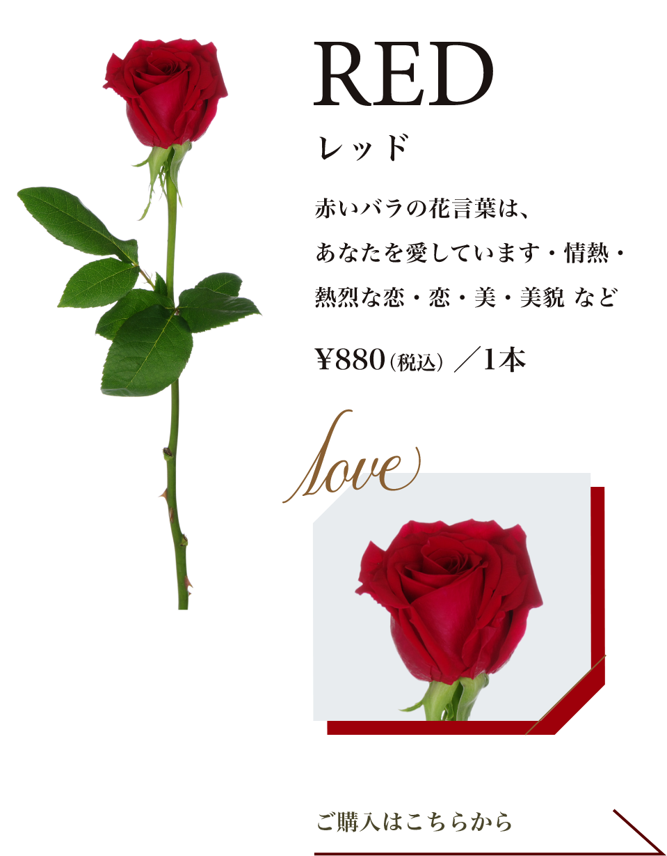 レッド｜赤いバラの花言葉は、あなたを愛しています・情熱・熱烈な恋・恋・美・美貌 など