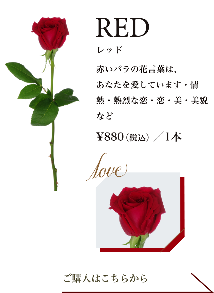 レッド｜赤いバラの花言葉は、あなたを愛しています・情熱・熱烈な恋・恋・美・美貌 など