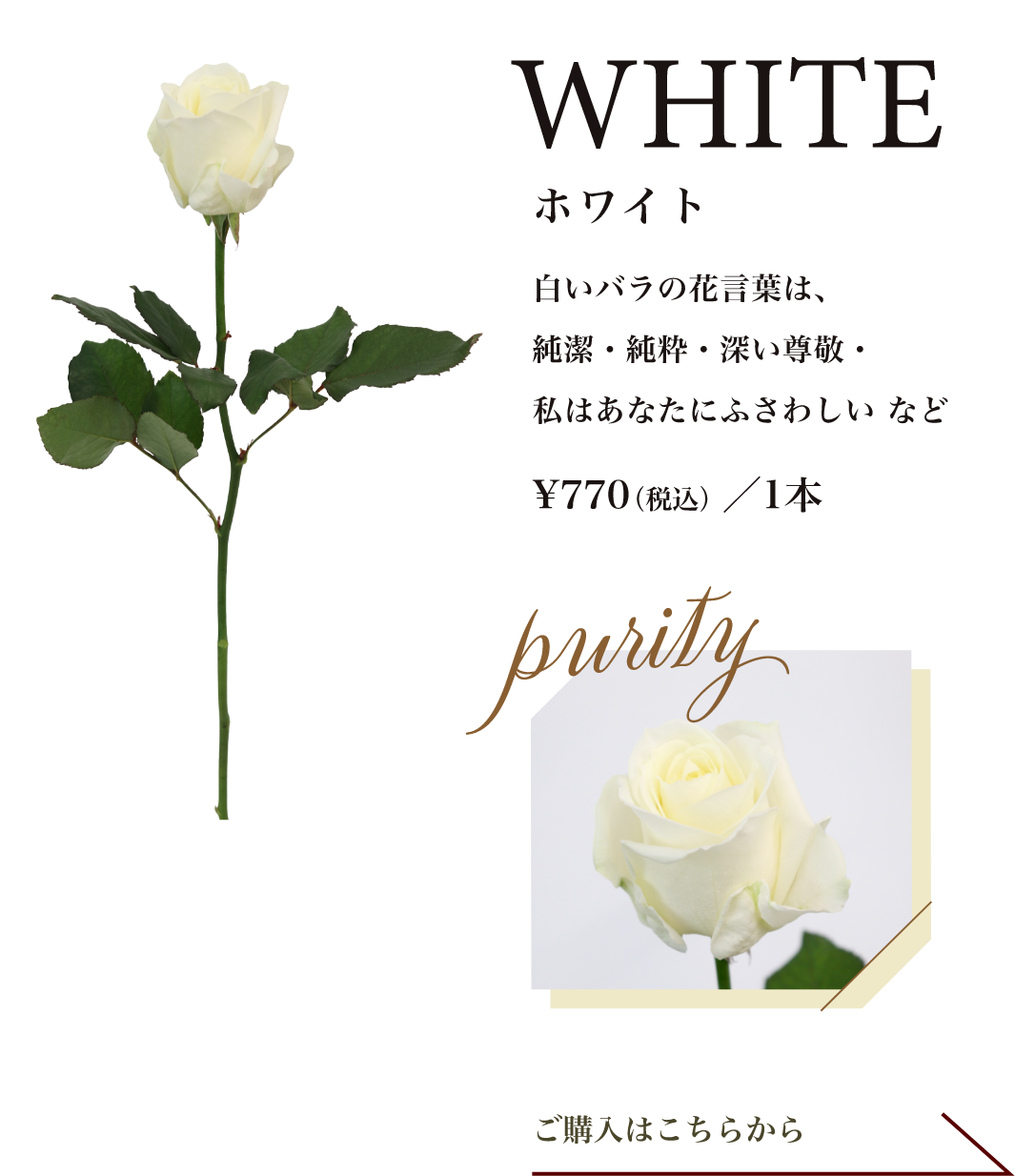 ホワイト｜白いバラの花言葉は、純潔・純粋・深い尊敬・私はあなたにふさわしい など