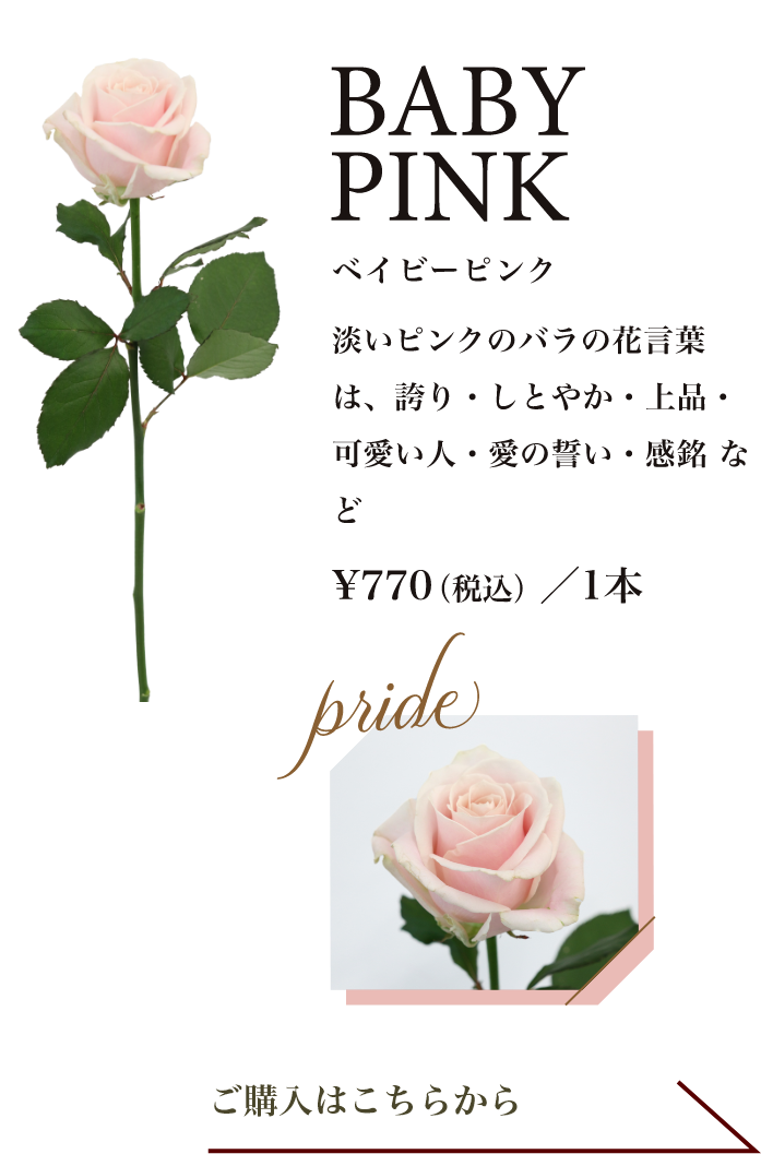 ベイビーピンク｜淡いピンクのバラの花言葉は、誇り・しとやか・上品・可愛い人・愛の誓い・感銘 など
