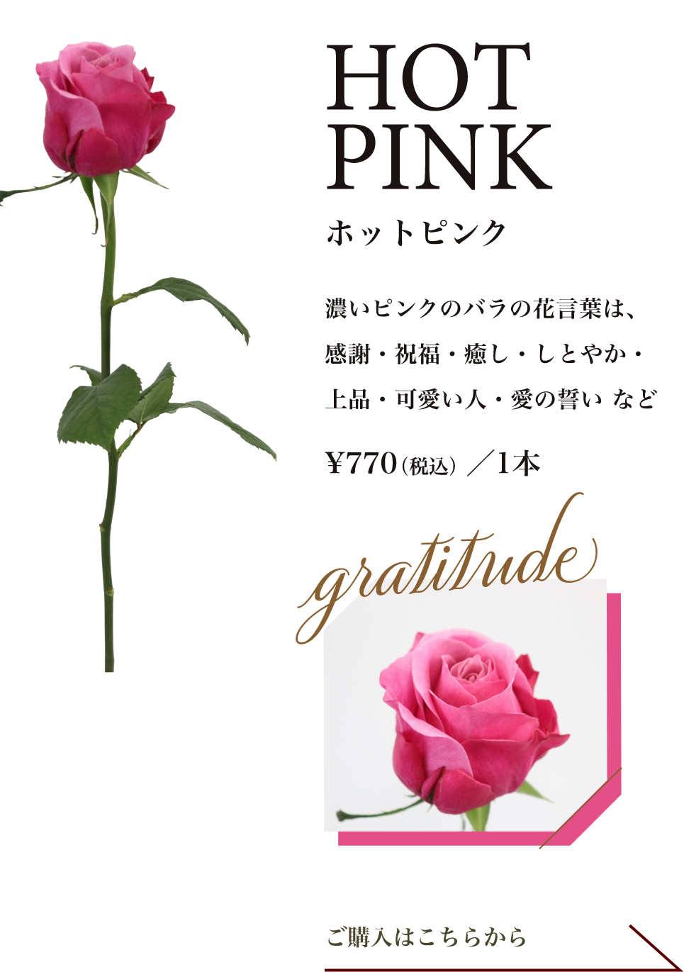 ホットピンク｜濃いピンクのバラの花言葉は、感謝・祝福・癒し・しとやか・上品・可愛い人・愛の誓い など
