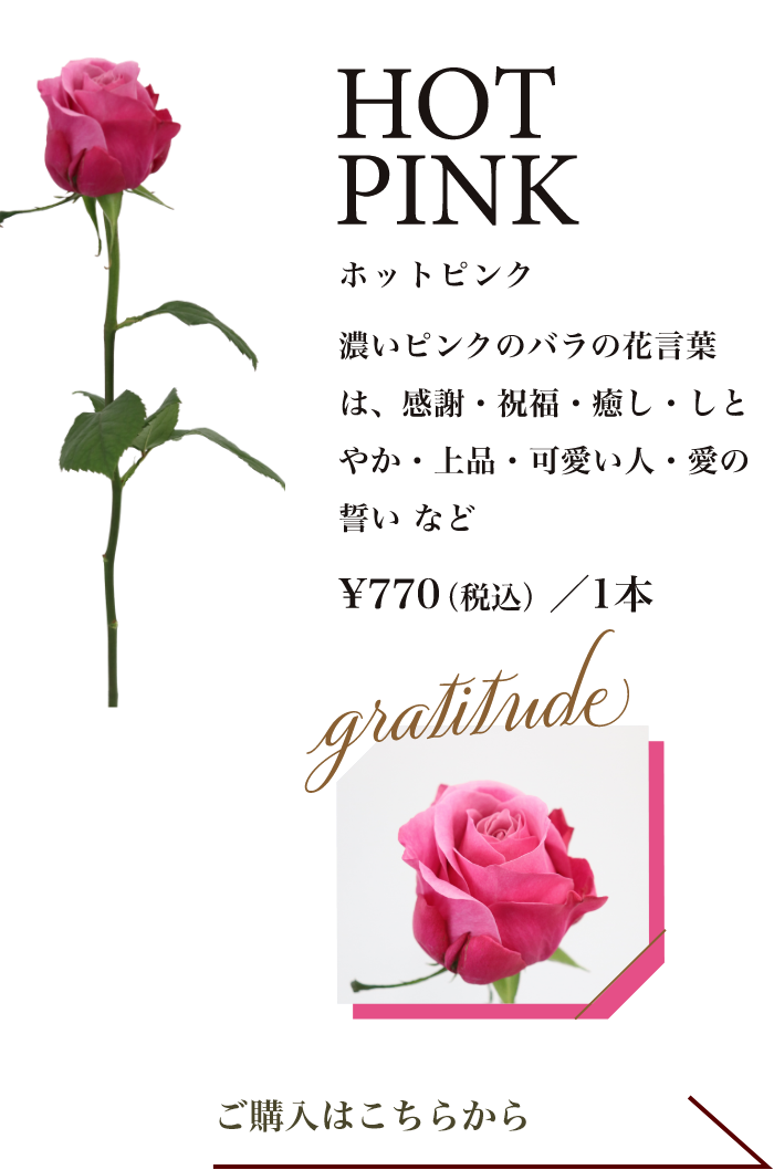 ホットピンク｜濃いピンクのバラの花言葉は、感謝・祝福・癒し・しとやか・上品・可愛い人・愛の誓い など