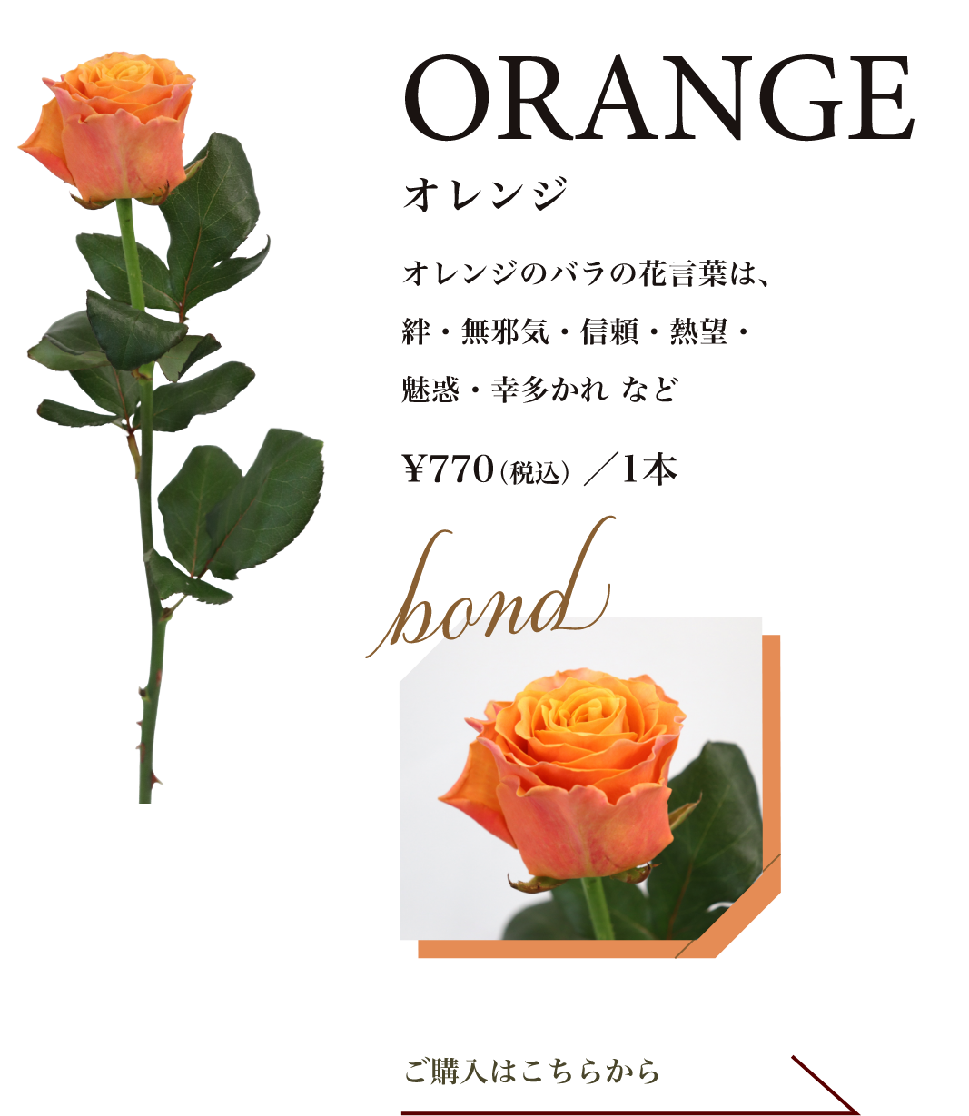 オレンジ｜オレンジのバラの花言葉は、絆・無邪気・信頼・熱望・魅惑・幸多かれ など