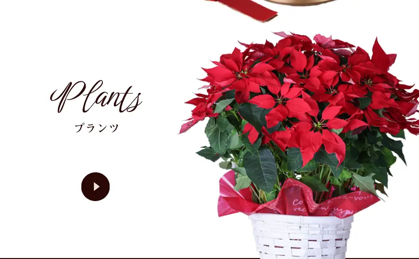 プランツ