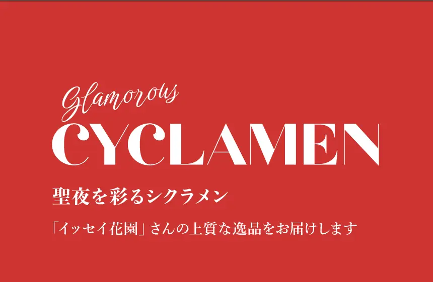 聖夜を彩るシクラメン