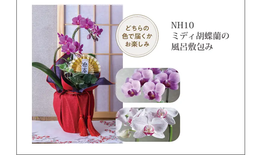 NH10ミディ胡蝶蘭の風呂敷包み