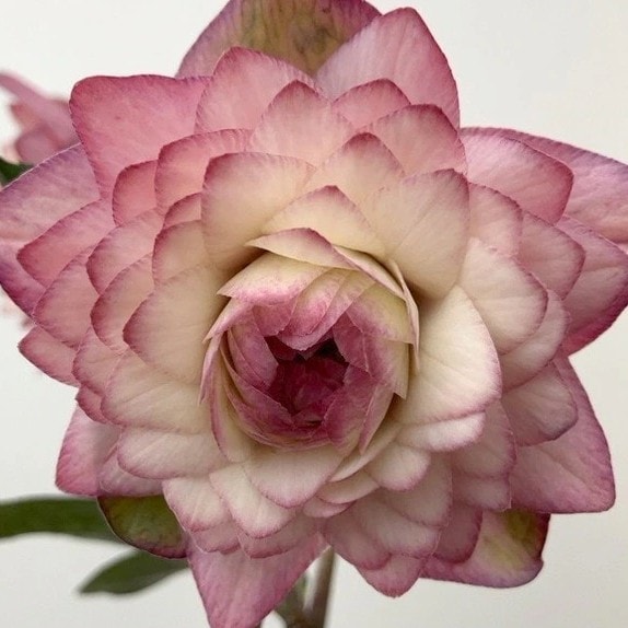 松村ナーセリー