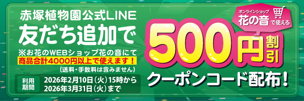 椿 ツバキ 4号 エレガンスシャンペーン［こだわりの前田ナーセリー苗