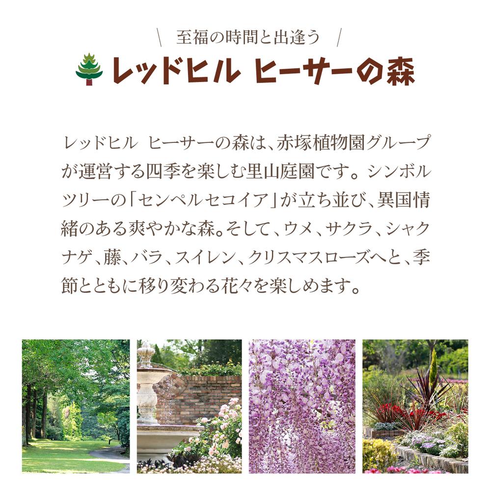 レッドヒルチケット限定オプション