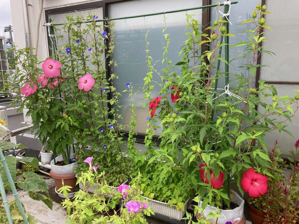 タイタンコンテスト