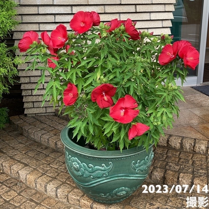 タイタンコンテスト