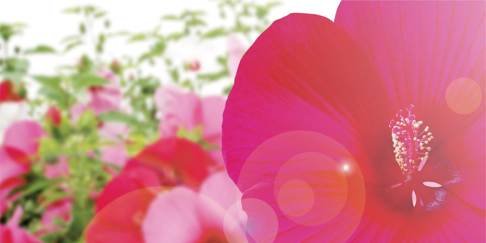 タイタンビカス