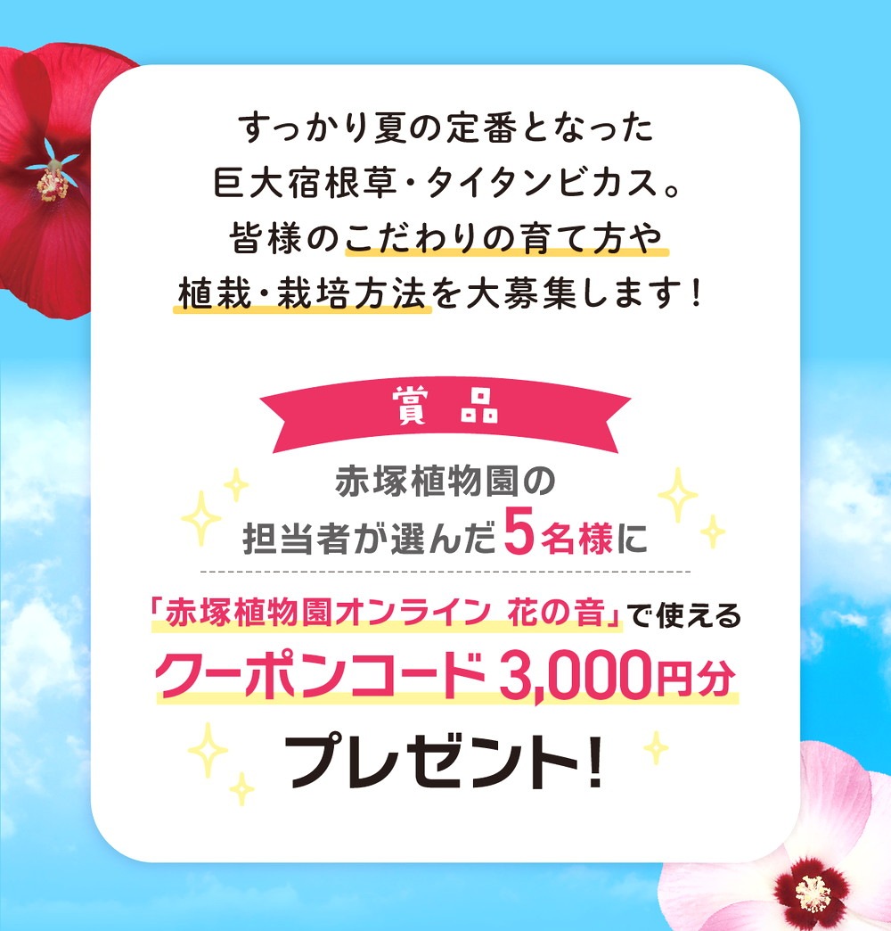 タイタンビカスコンテスト