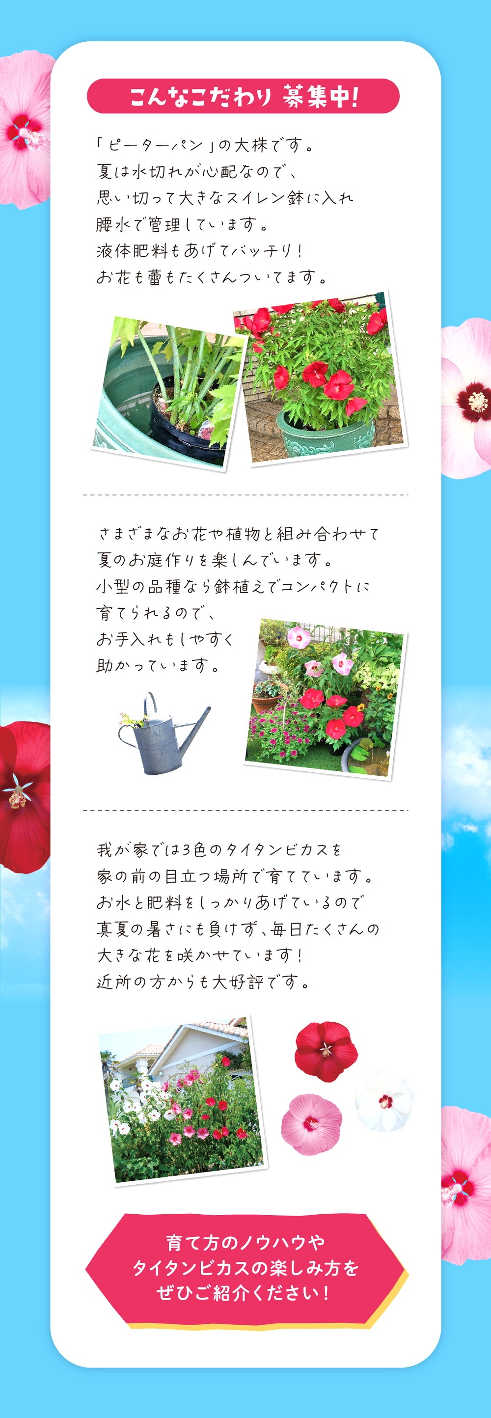 タイタンビカスコンテスト