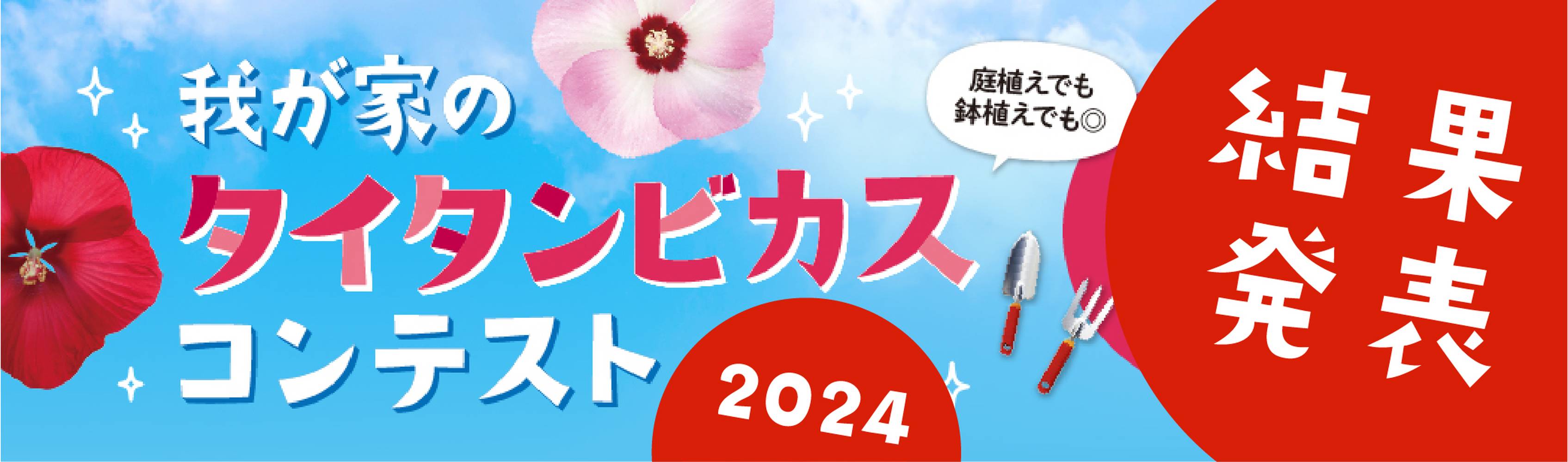 我が家のタイタンビカスコンテスト2024