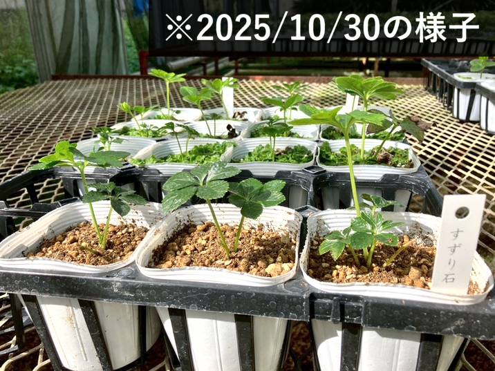 期間限定10％OFF！】クリスマスローズ 伊勢みやび 3.5号 すずり石