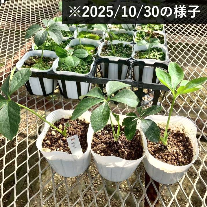 クリスマスローズ 伊勢みやび 3.5号 寒牡丹｜山野01-D1 | 草花