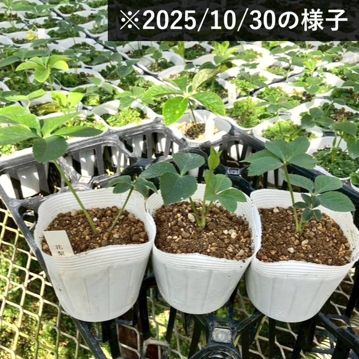 期間限定10％OFF！】クリスマスローズ 伊勢みやび 3.5号 花梨｜山野01