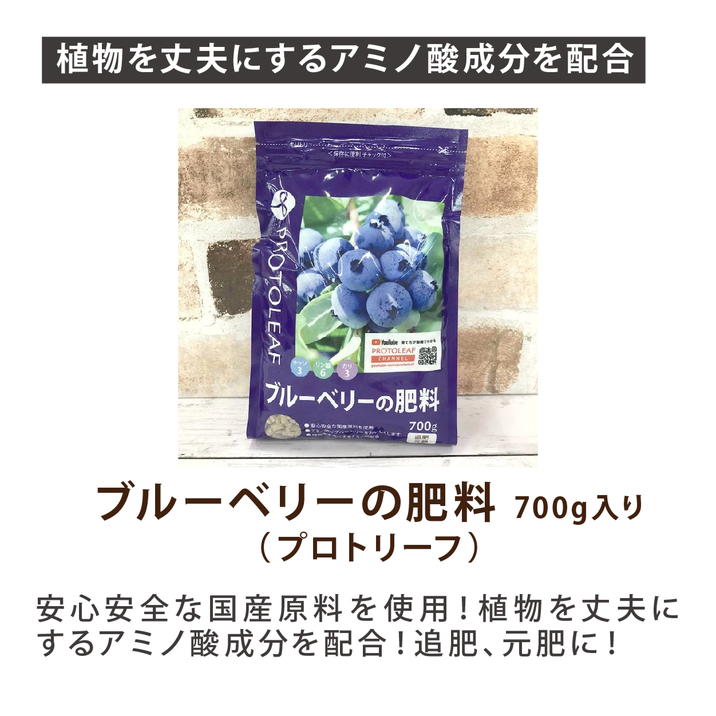 ブルーベリー ラビットアイ系 コロンブス 4.5～5号｜果樹04-PA | 果樹,ブルーベリー | 赤塚植物園オンライン  花の音｜花苗・ガーデニング・園芸商品の通販サイト