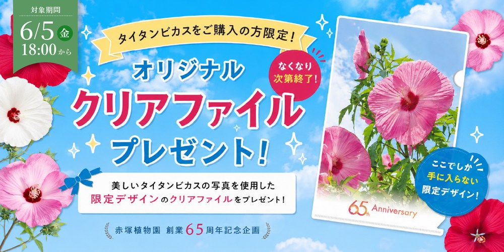 65周年記念セール】タイタンビカス 3.5号 ジュノー （トールタイプ