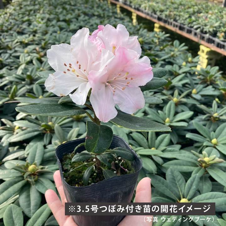 シャクナゲ　開花イメージ