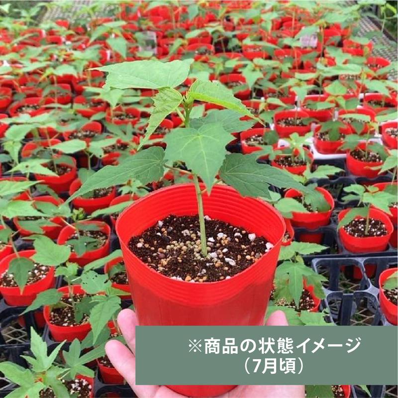 タイタンビカス 3.5号 ネオン ※トールタイプ｜草花01-D1 | 赤塚植物園自社農場,タイタンビカス | 赤塚植物園オンライン  花の音｜花苗・ガーデニング・園芸商品の通販サイト