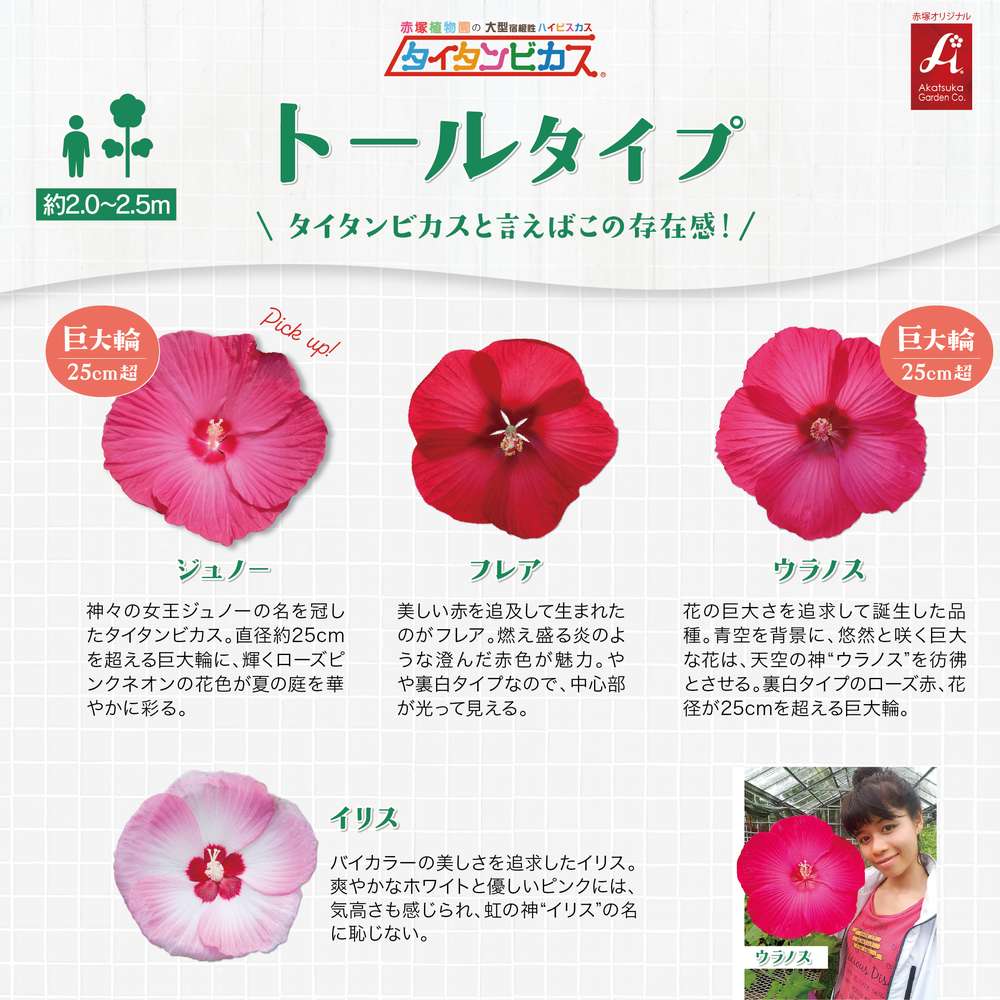 タイタンビカス比較