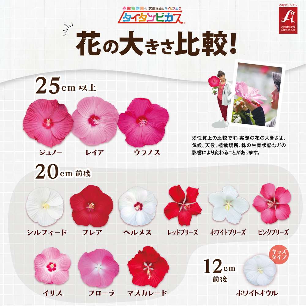 タイタンビカス比較