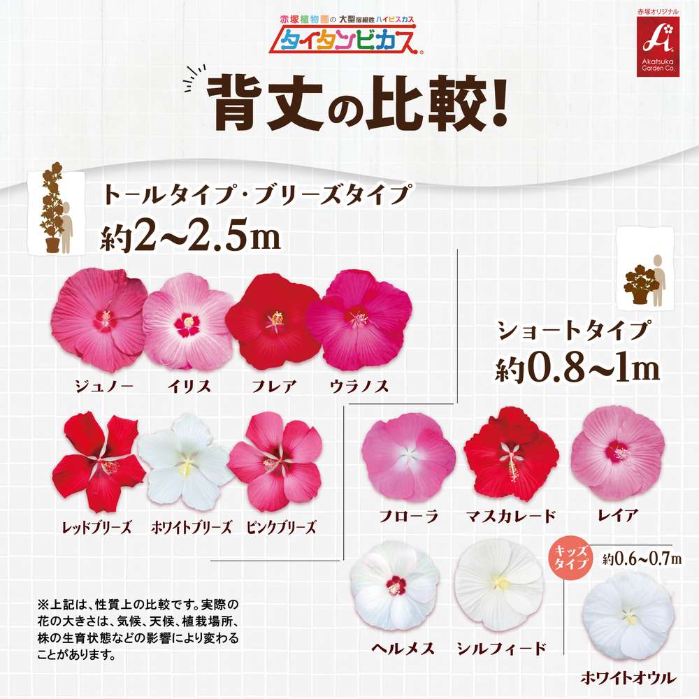 タイタンビカス比較