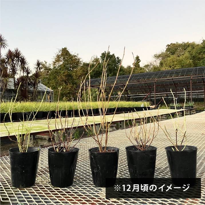 ヤマアジサイ 4号 土佐緑風（緑風）トサリョクフウ｜花木01-D1 | 赤塚植物園自社農場,ヤマアジサイ | 赤塚植物園オンライン  花の音｜花苗・ガーデニング・園芸商品の通販サイト