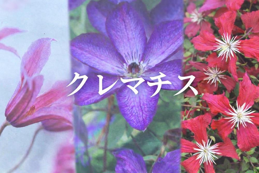 クレマチス