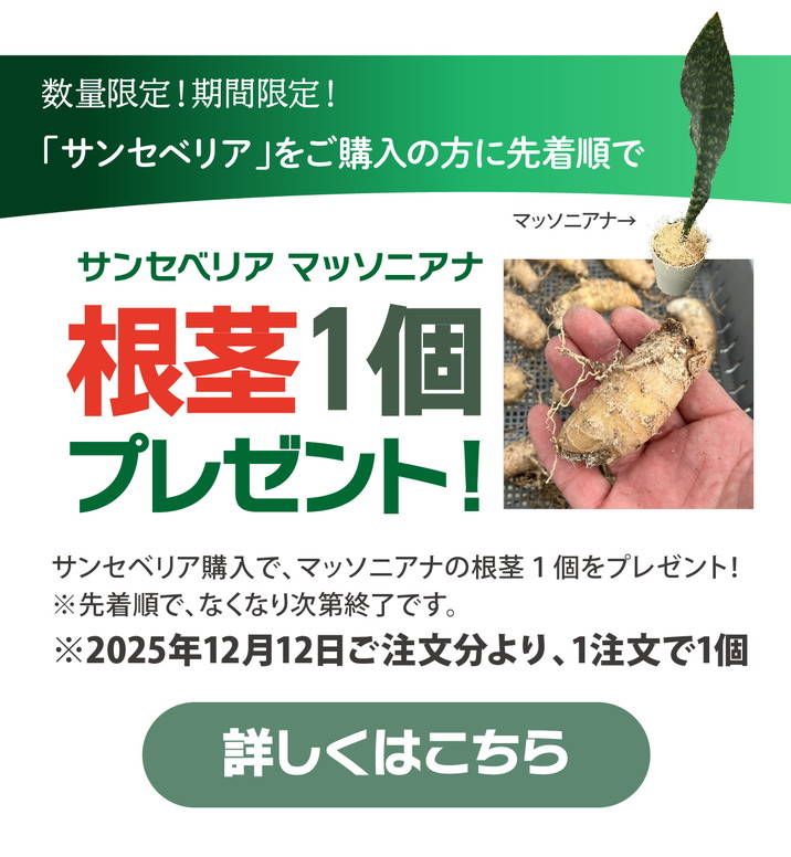 期間限定10％OFF！】サンスベリア 4号 レディーチャーム 白陶器鉢仕様