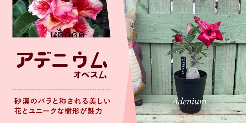 アデニウム 砂漠の薔薇 オベスム 大株3 - beautifulbooze.com