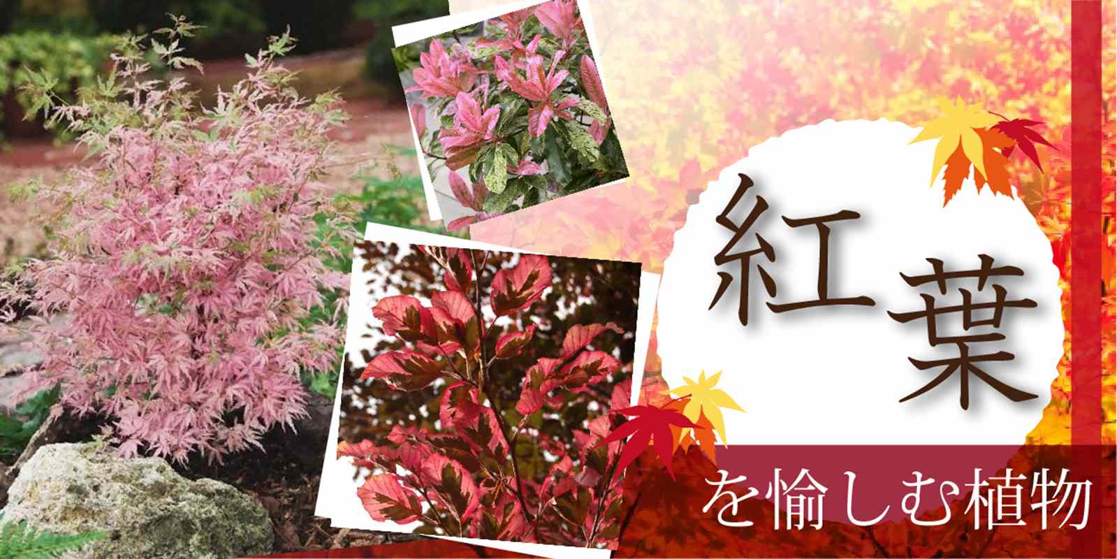 赤塚植物園 オンライン フラワーショップ花の音 のトップページ