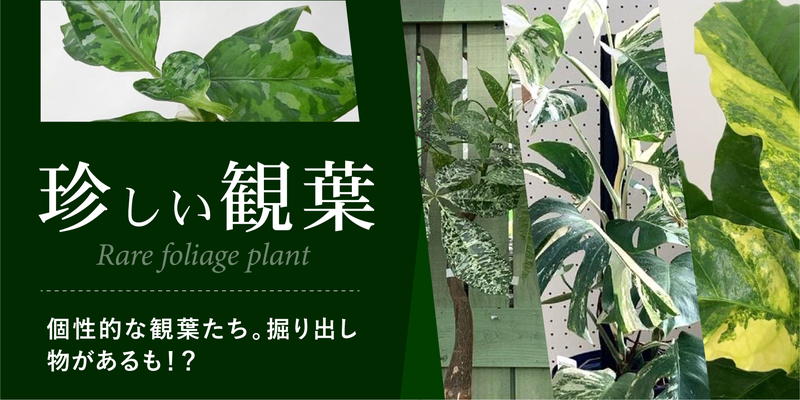 観葉植物