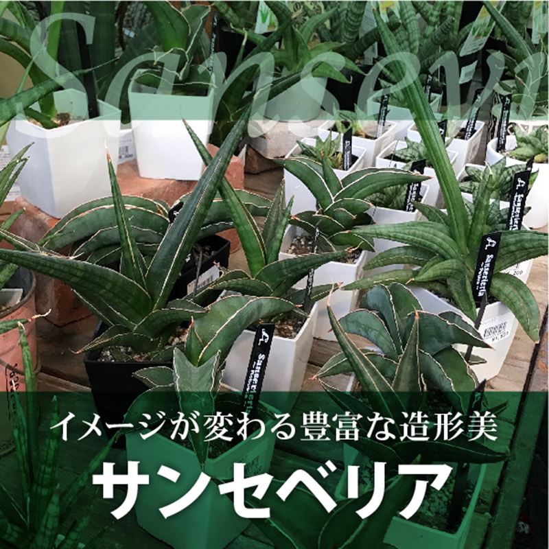 ネオレゲリア グレース 5号 赤塚植物園自社生産品 ネオレゲリア 赤塚植物園オンライン フラワーショップ 花の音