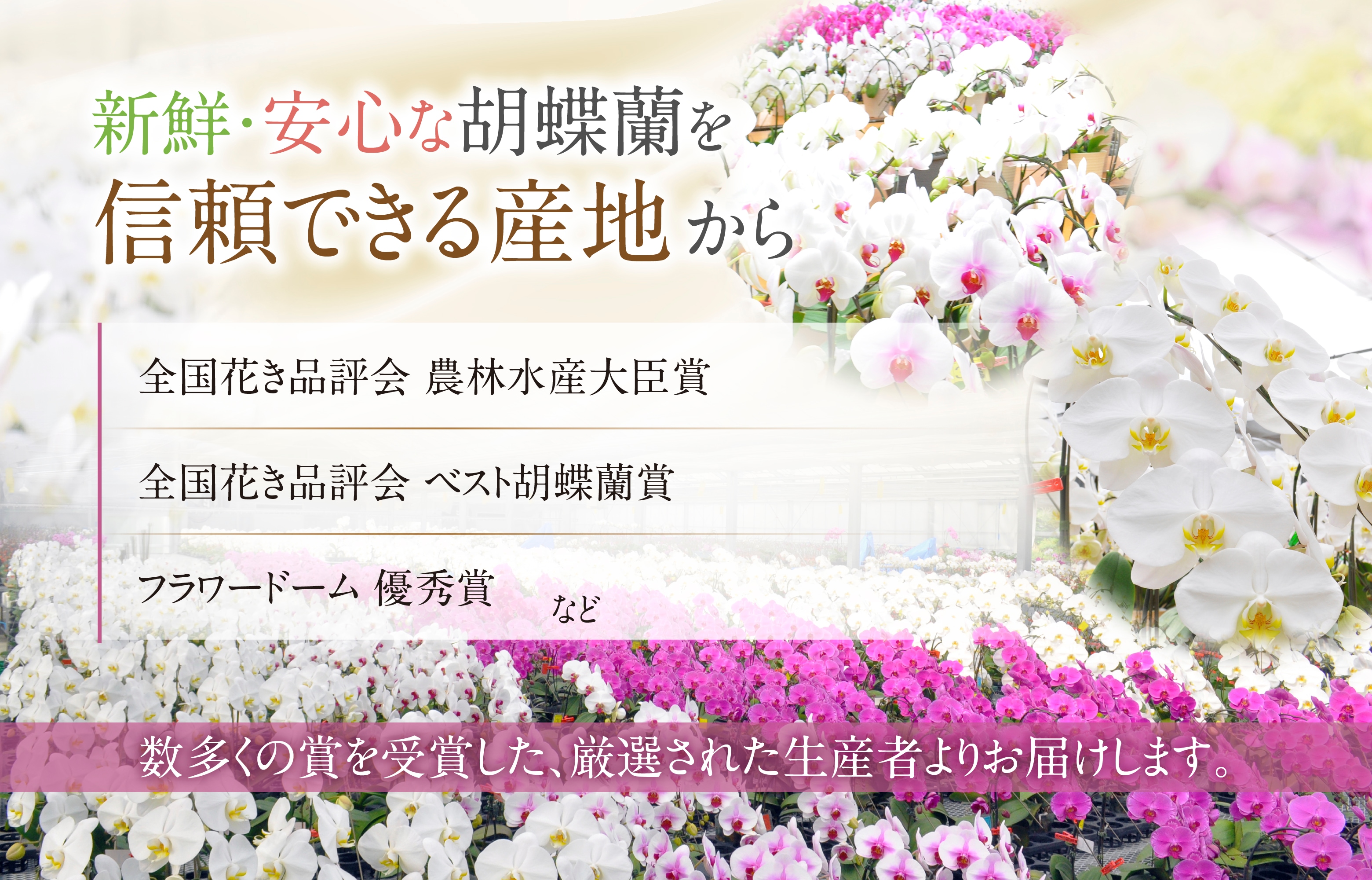 宅配商品】産地直送 胡蝶蘭 5本立ち 35輪以上 33000円 | 産地直送胡蝶