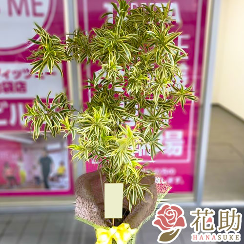 観葉植物　2000円