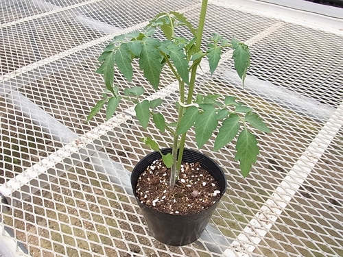 てしまの苗 ミニトマト アイコ 断根接木苗 9cmポット 野菜苗 培土 種