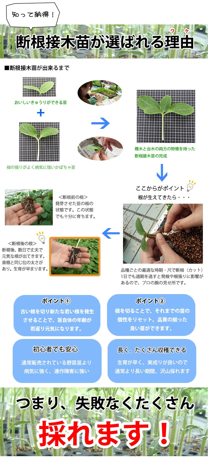 てしまの苗】 中長ナス 千両2号 断根接木苗 9cmポット 野菜苗 培土 種