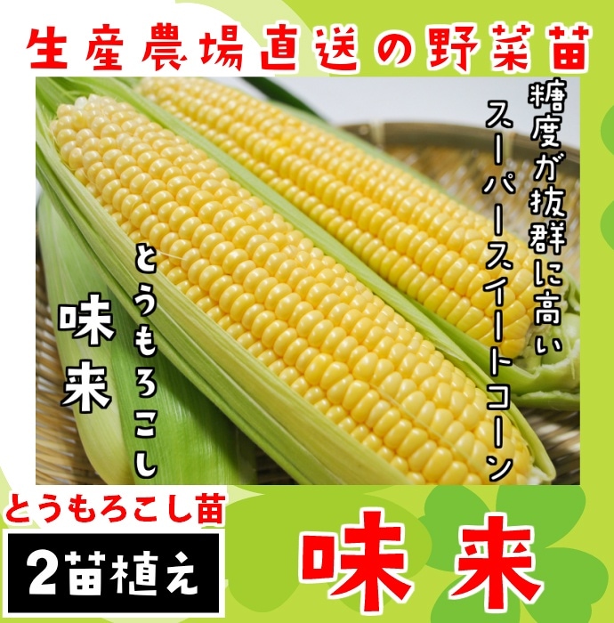 てしまの苗 トウモロコシ苗 味来 実生苗 9cmポット 野菜苗 培土 種 堆肥 人気 1ポット2苗植え 人気 てしまの野菜苗 果菜類の苗 その他季節の野菜 てしまの苗屋 本店