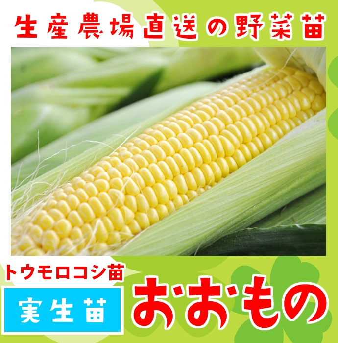 【てしまの苗】 トウモロコシ苗 おおもの 実生苗 9cmポット 野菜苗