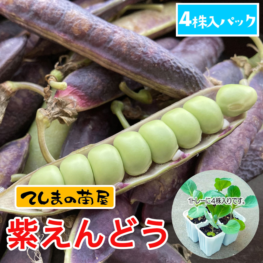 てしまの苗 エンドウ苗 紫えんどう 4株入りパック 実生苗 てしまの野菜苗 豆類の苗 エンドウ てしまの苗屋 本店